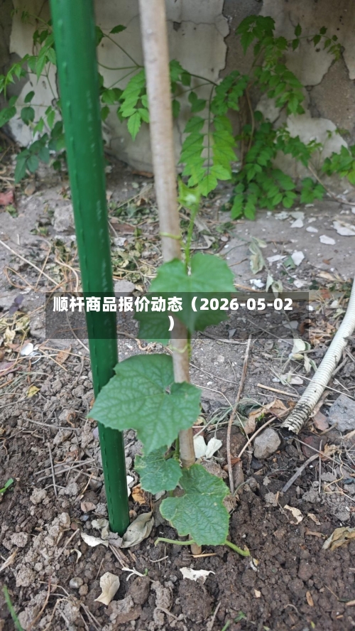 顺杆商品报价动态(2026-05-02)-第2张图片