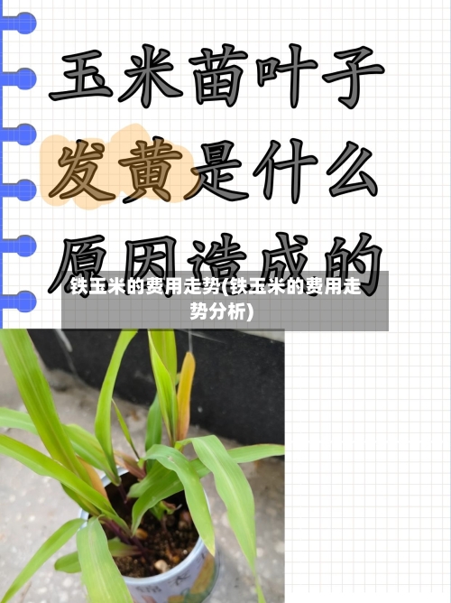 铁玉米的费用走势(铁玉米的费用走势分析)-第2张图片