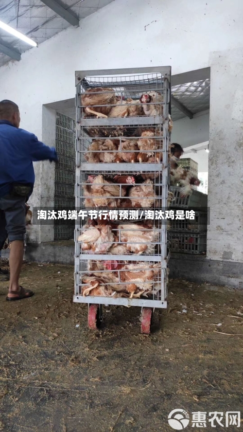 淘汰鸡端午节行情预测/淘汰鸡是啥-第2张图片