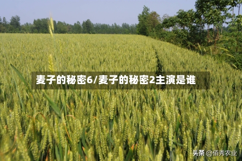 麦子的秘密6/麦子的秘密2主演是谁