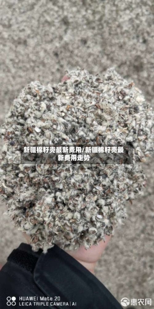 新疆棉籽壳最新费用/新疆棉籽壳最新费用走势