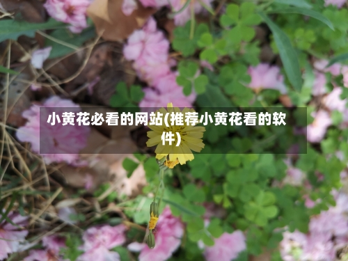 小黄花必看的网站(推荐小黄花看的软件)-第3张图片