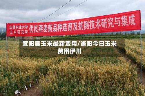 宜阳县玉米最新费用/洛阳今日玉米费用伊川