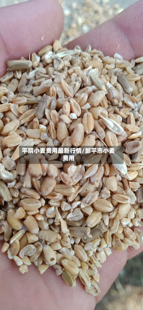 平阴小麦费用最新行情/邹平市小麦费用-第2张图片