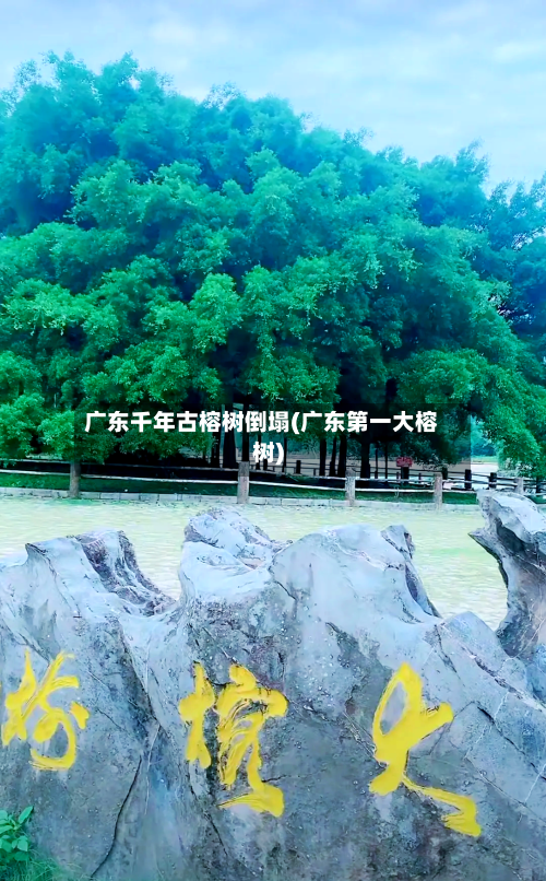 广东千年古榕树倒塌(广东第一大榕树)