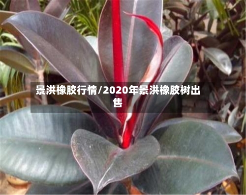 景洪橡胶行情/2020年景洪橡胶树出售-第2张图片