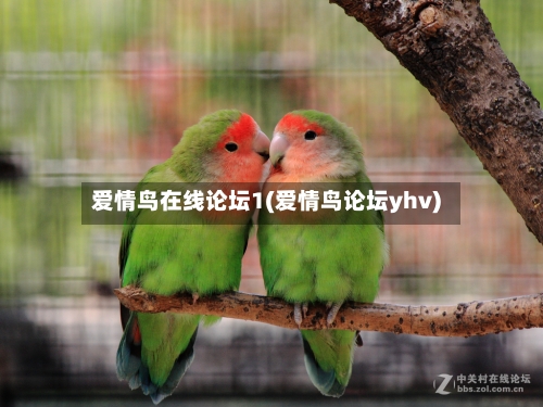 爱情鸟在线论坛1(爱情鸟论坛yhv)