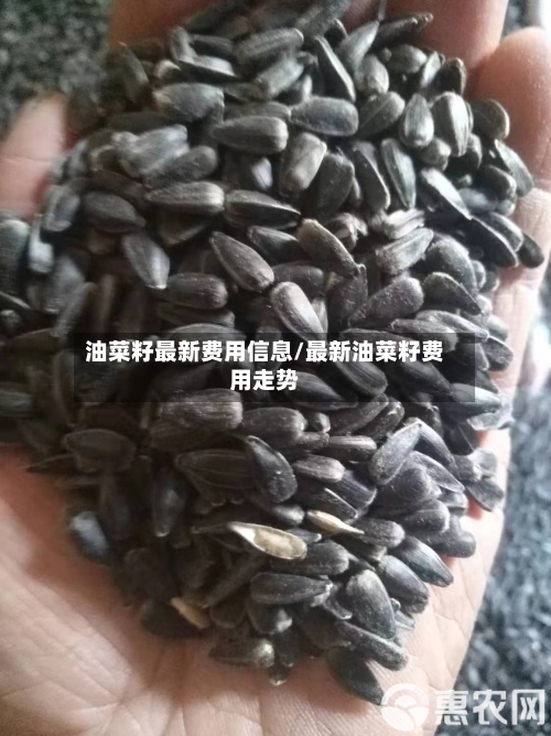 油菜籽最新费用信息/最新油菜籽费用走势-第2张图片
