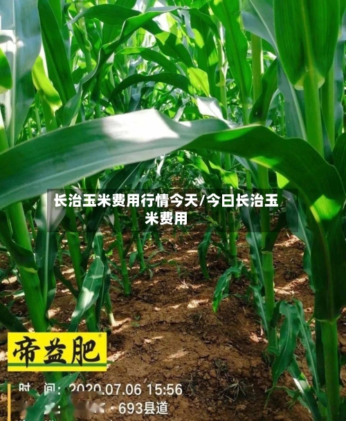 长治玉米费用行情今天/今曰长治玉米费用