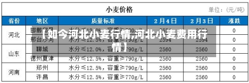 【如今河北小麦行情,河北小麦费用行情】