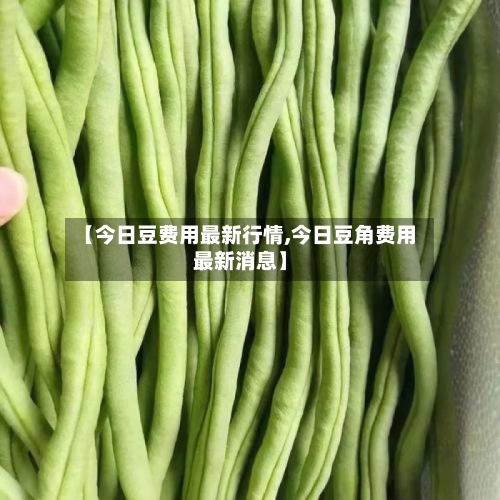 【今日豆费用最新行情,今日豆角费用最新消息】-第2张图片