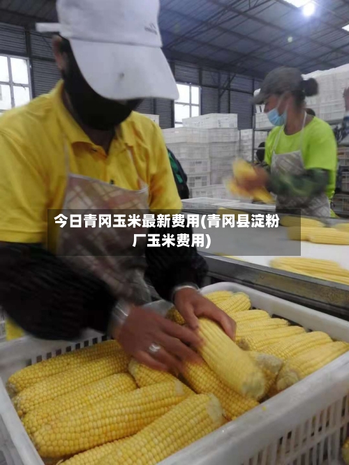 今日青冈玉米最新费用(青冈县淀粉厂玉米费用)-第2张图片